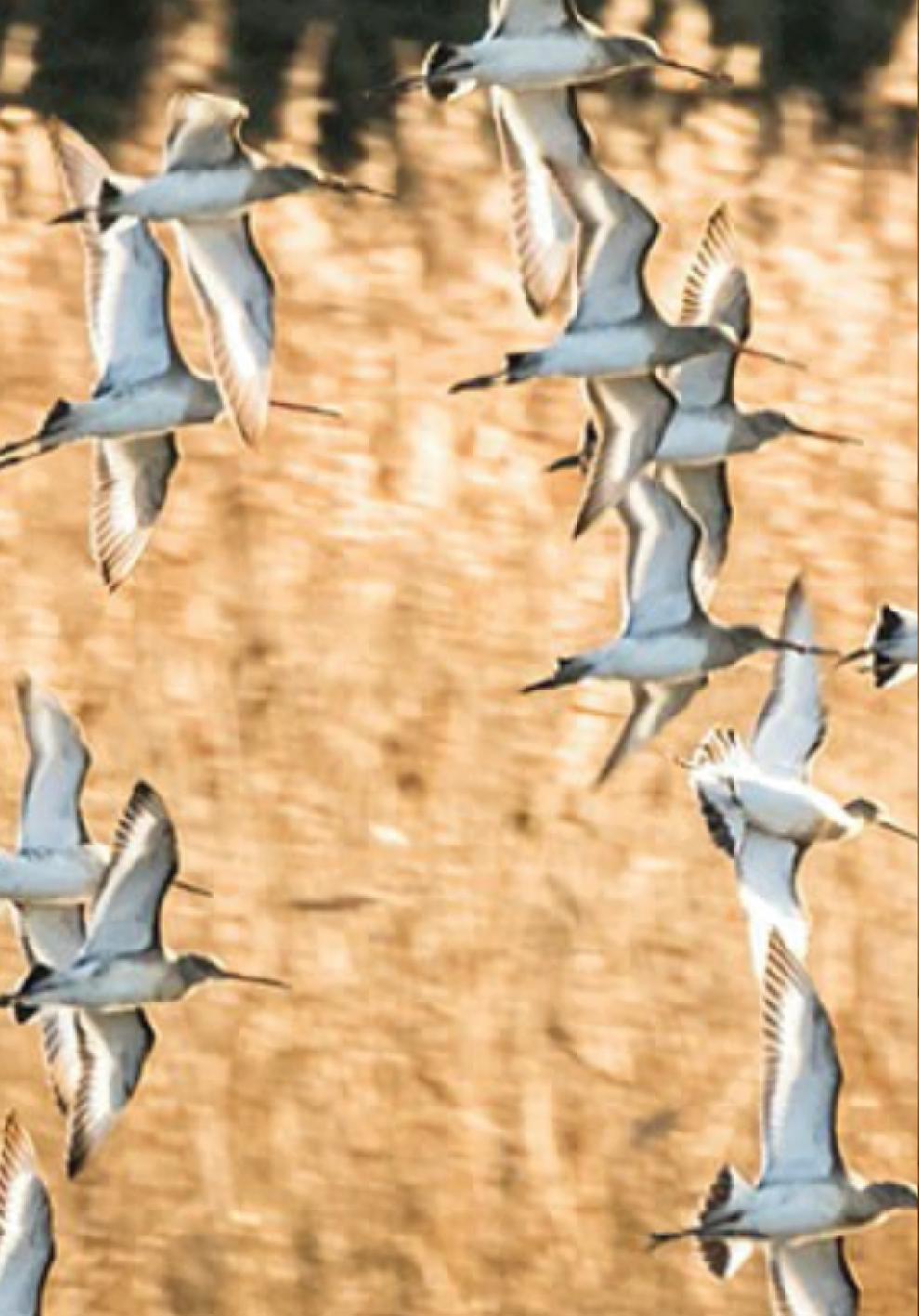 birds