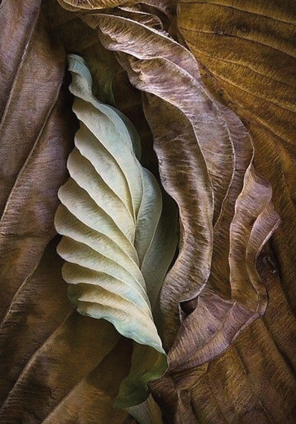 curledleaf