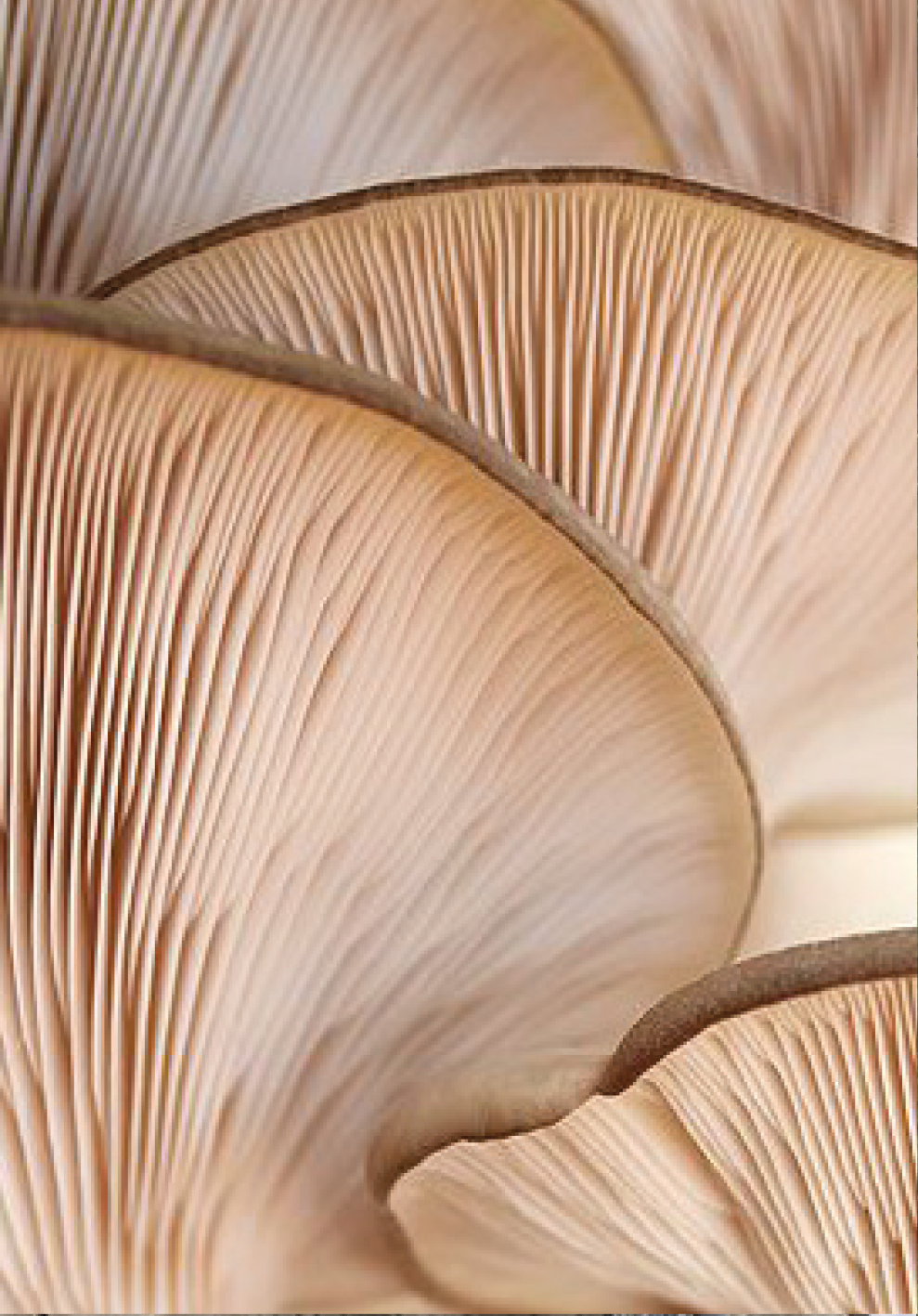 mushroom