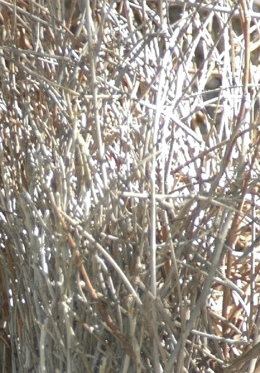 nest