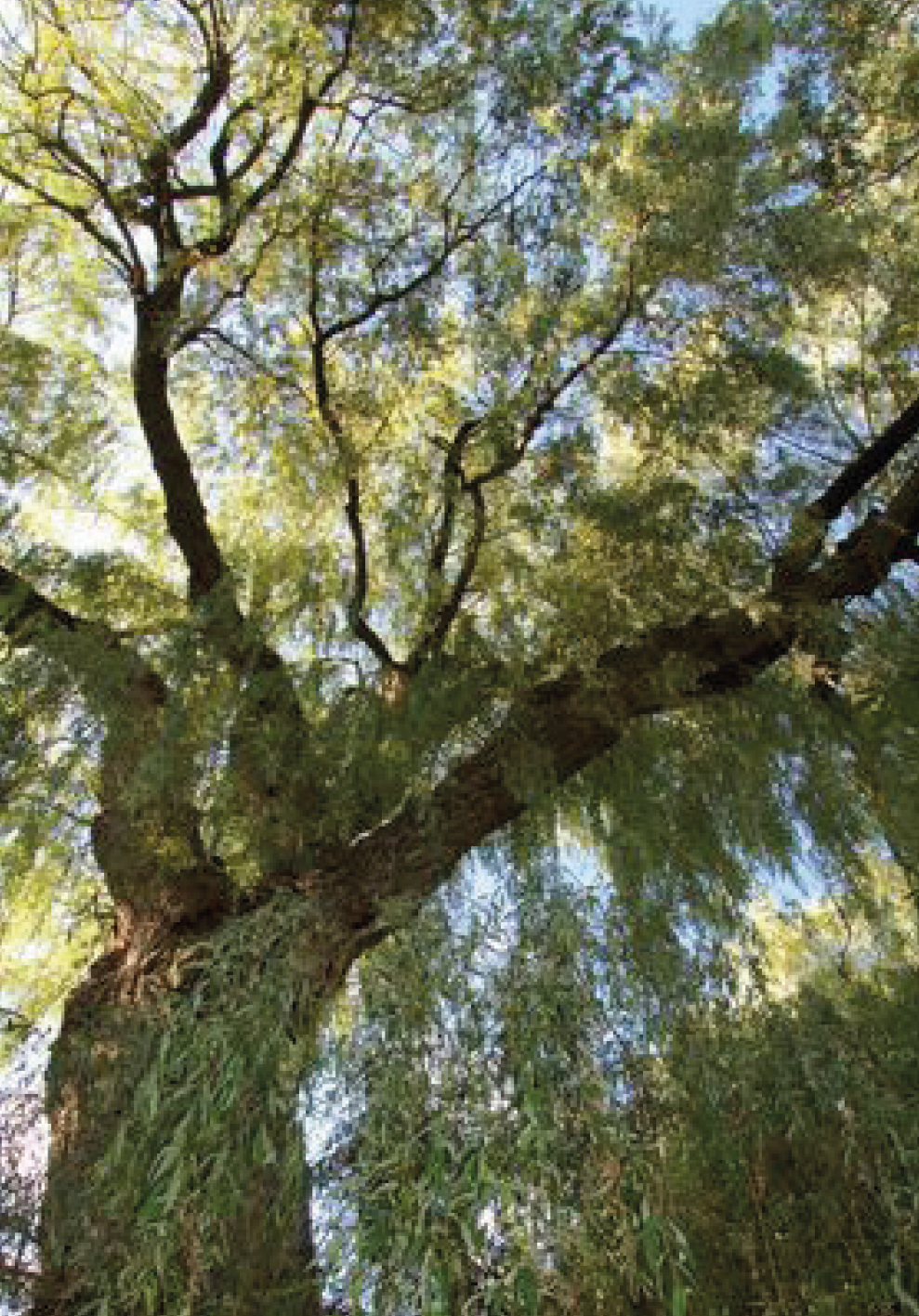 tree