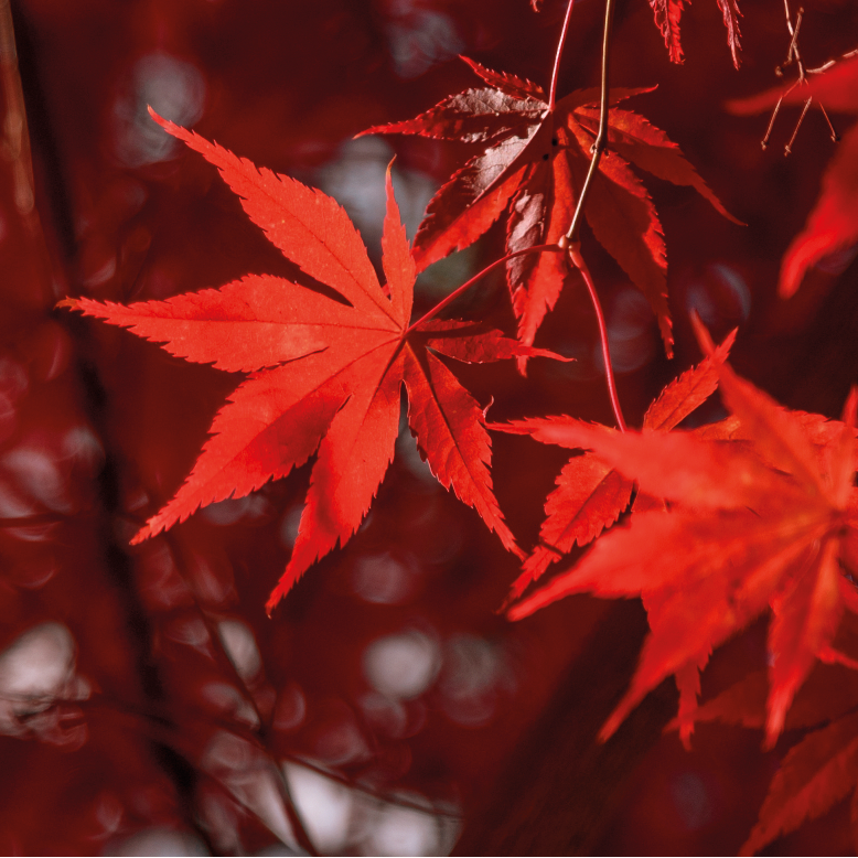 maple